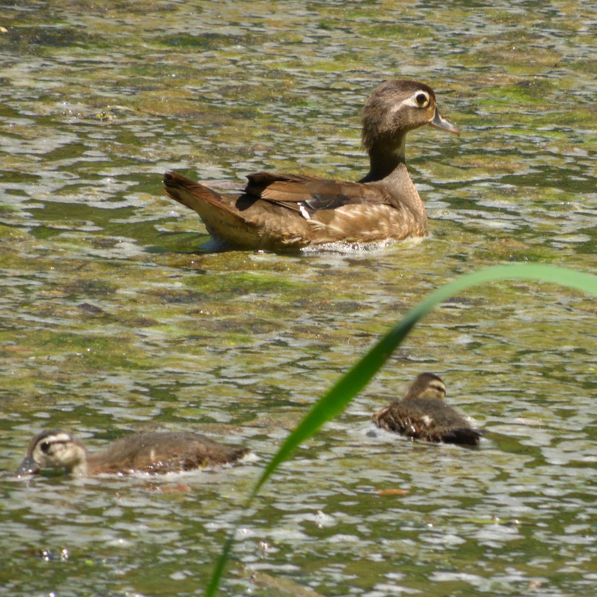 Wood Duck - ML620420694