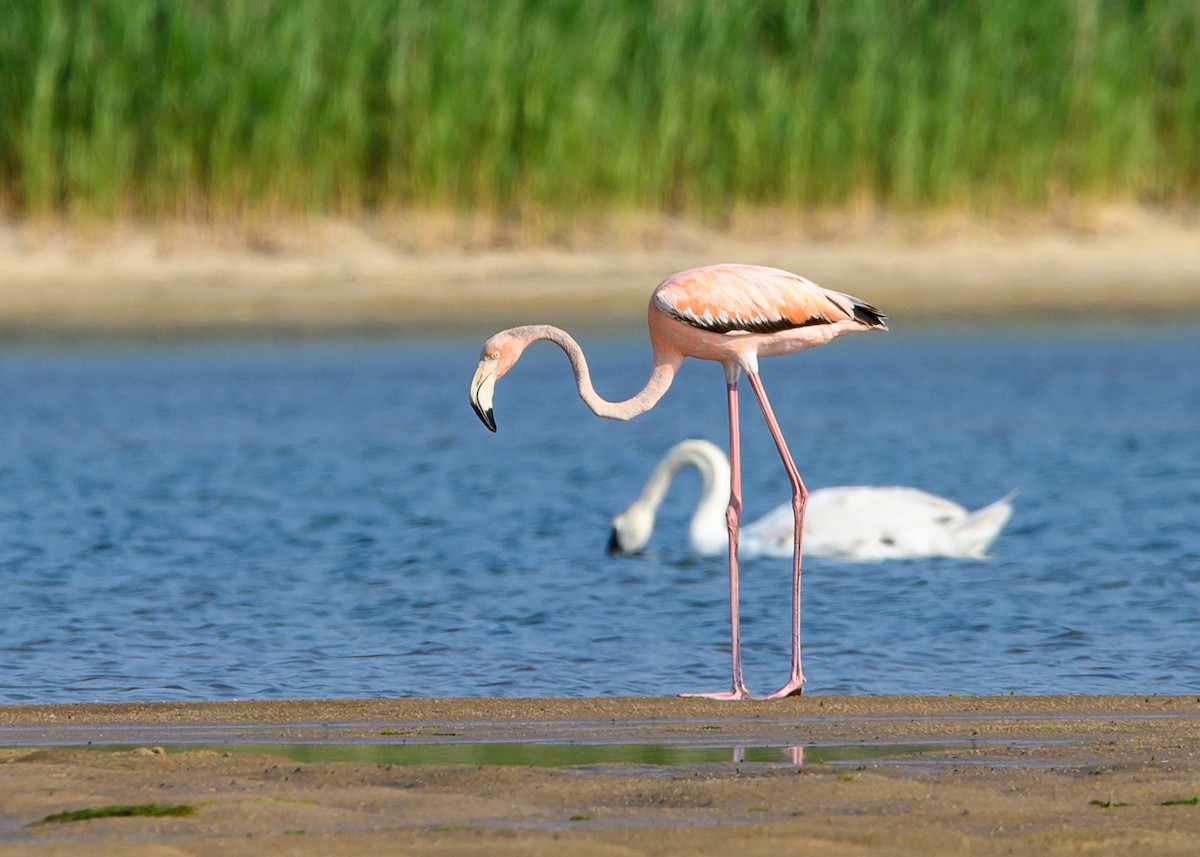 American Flamingo - ML620420697