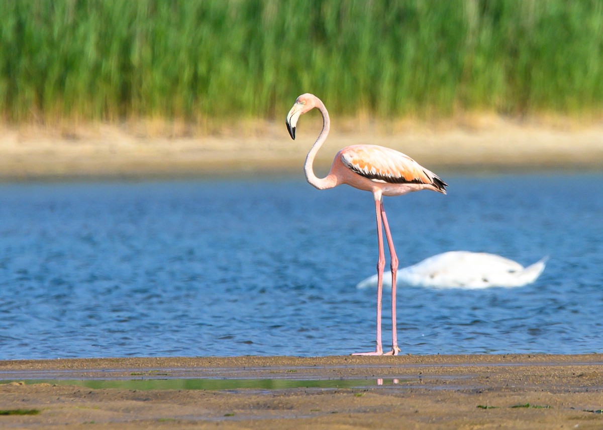 American Flamingo - ML620420698