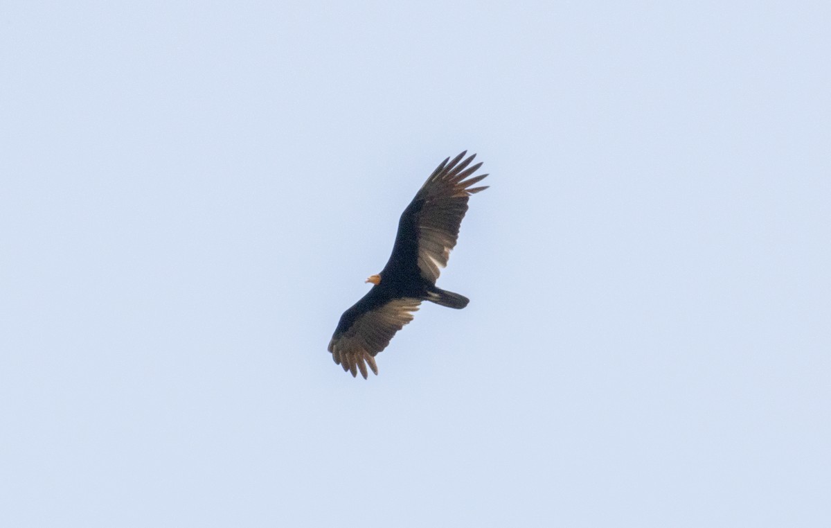 Greater Yellow-headed Vulture - ML620420704