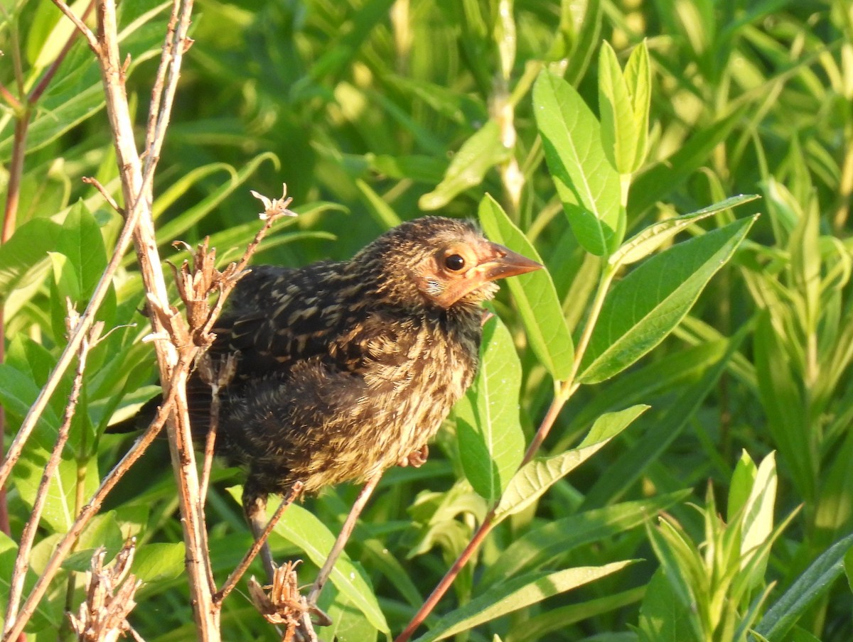 Red-winged Blackbird - ML620420706