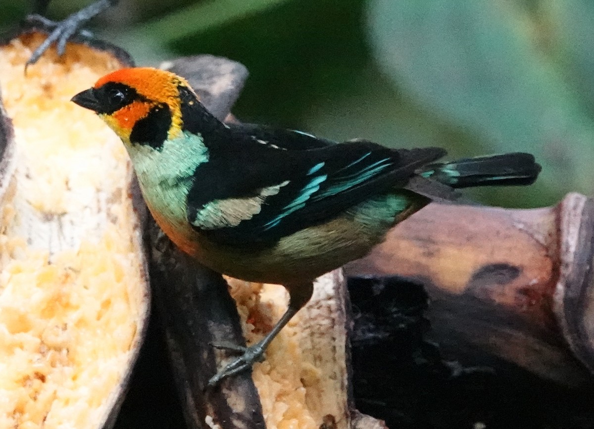 Flame-faced Tanager - ML620420721
