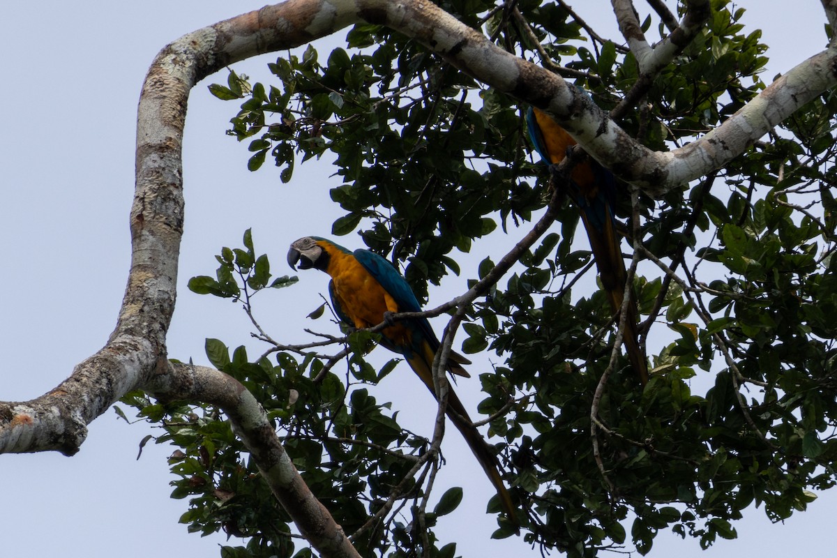 Blue-and-yellow Macaw - ML620420722