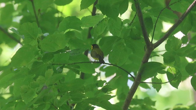 Hooded Warbler - ML620420726