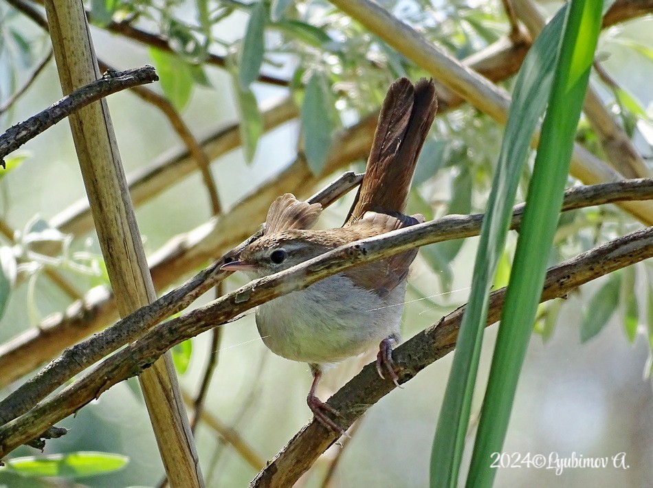 Cetti's Warbler - ML620420728