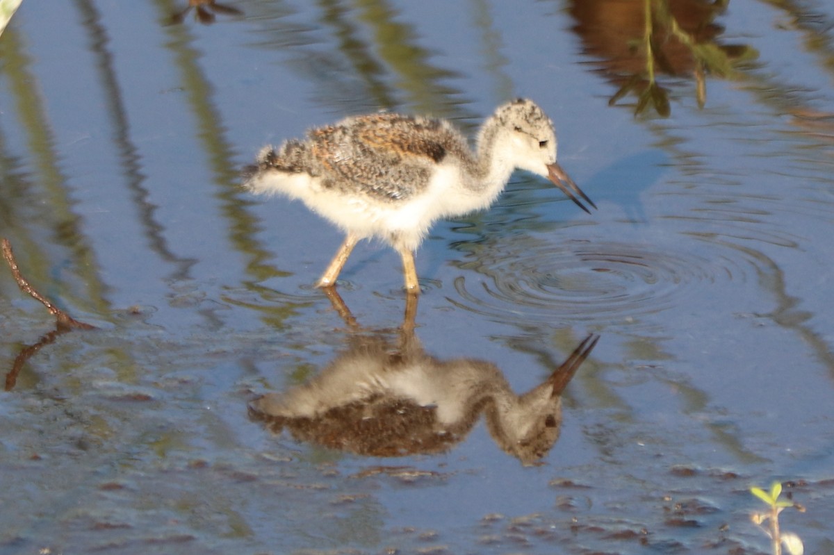 Black-necked Stilt - ML620420729