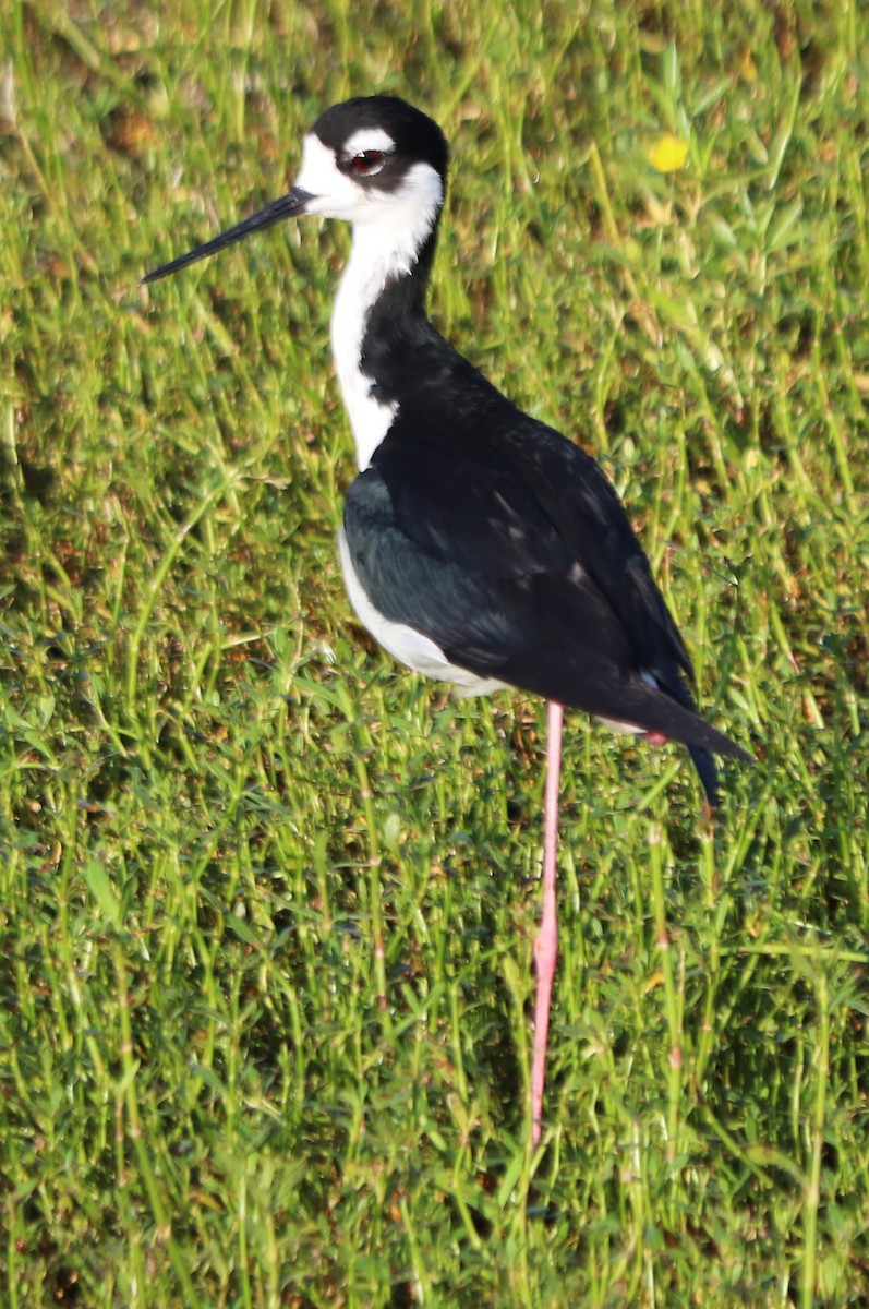 Black-necked Stilt - ML620420730