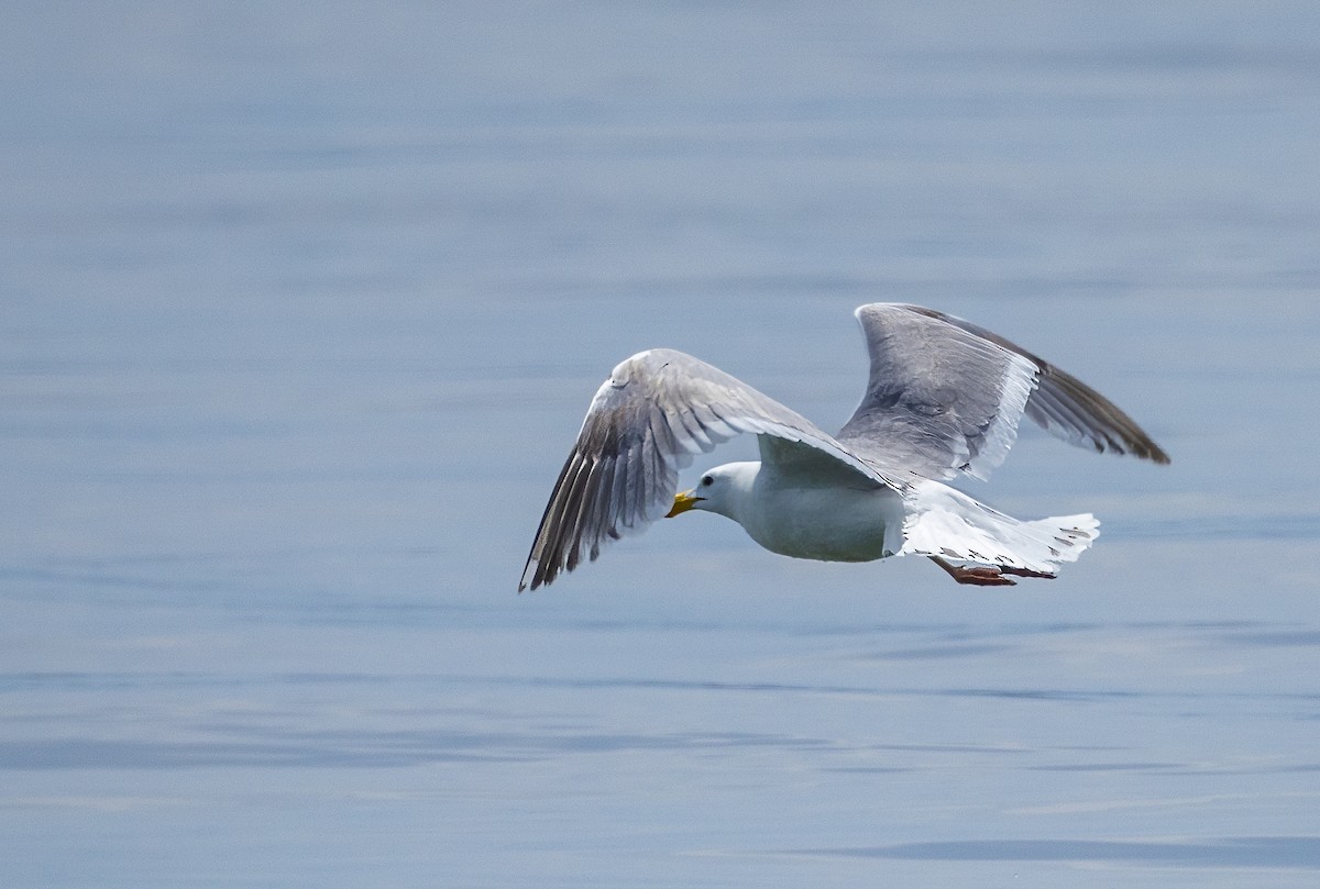 Glaucous-winged Gull - ML620420732