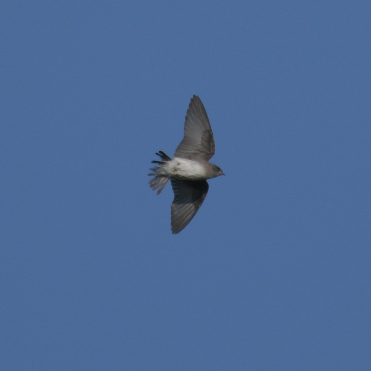 Northern Rough-winged Swallow - ML620420733