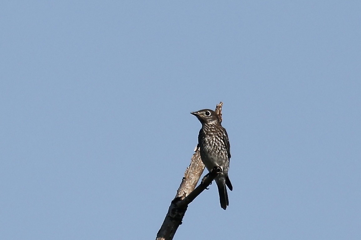 Eastern Bluebird - ML620420734