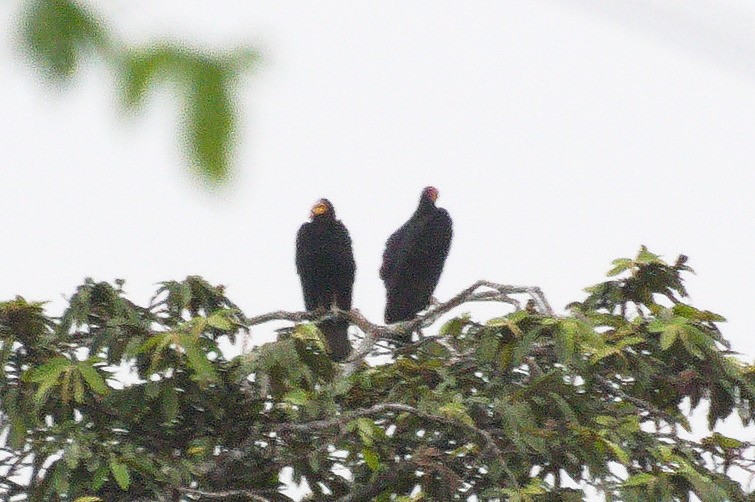 Greater Yellow-headed Vulture - ML620420736