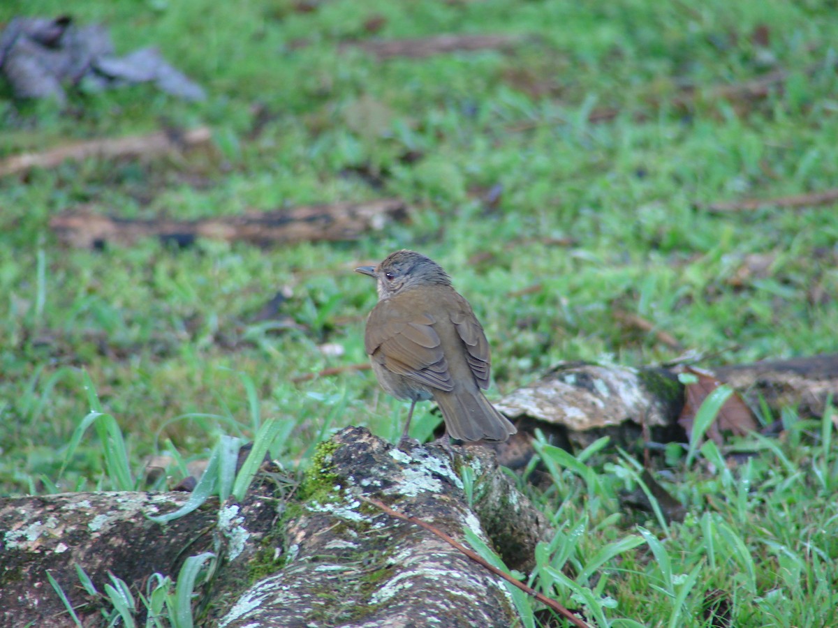 Pale-breasted Thrush - ML620420738