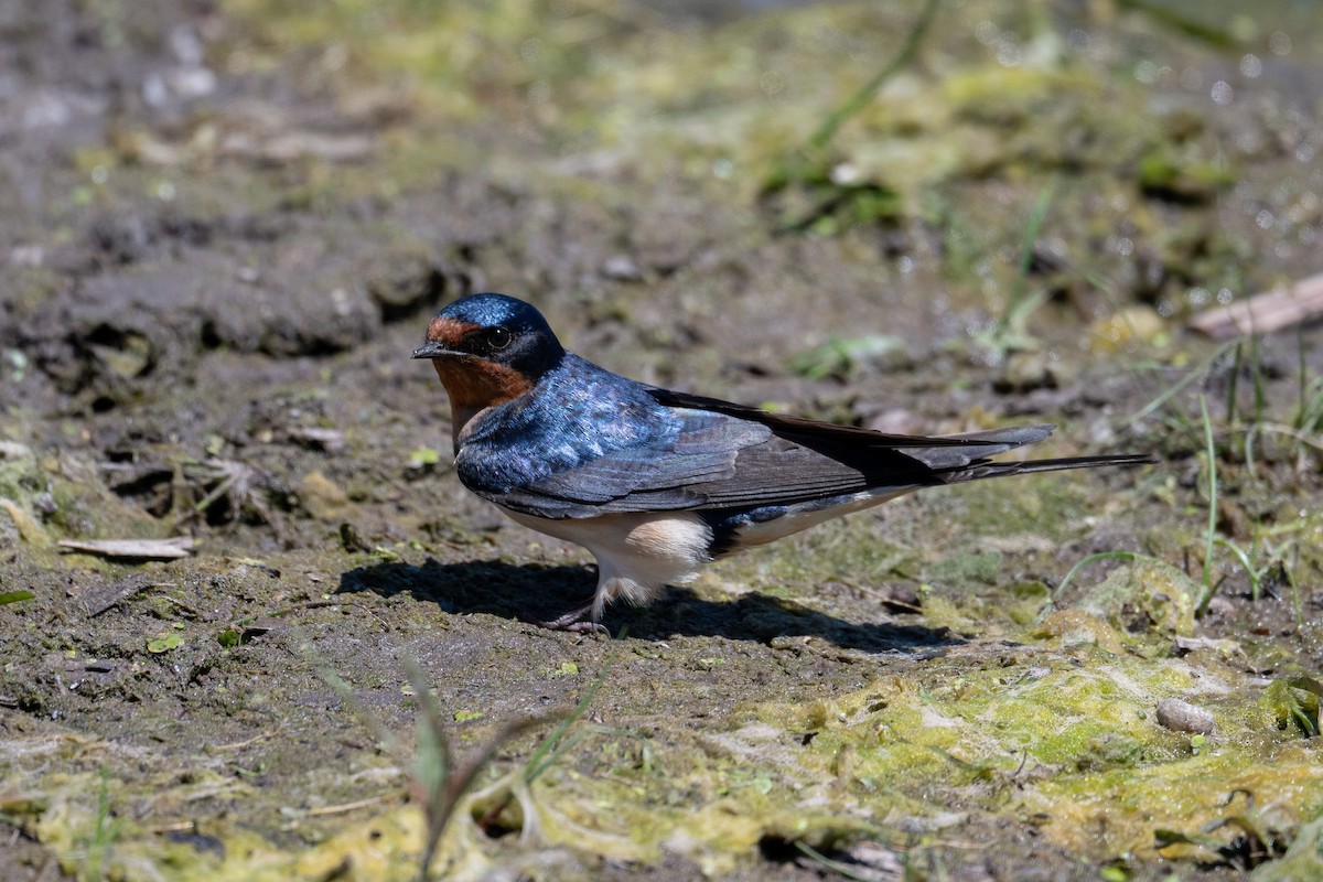 Barn Swallow - ML620420749