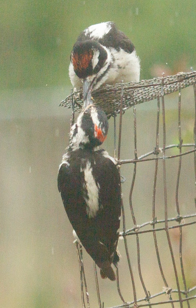 Hairy Woodpecker (Rocky Mts.) - ML620420759