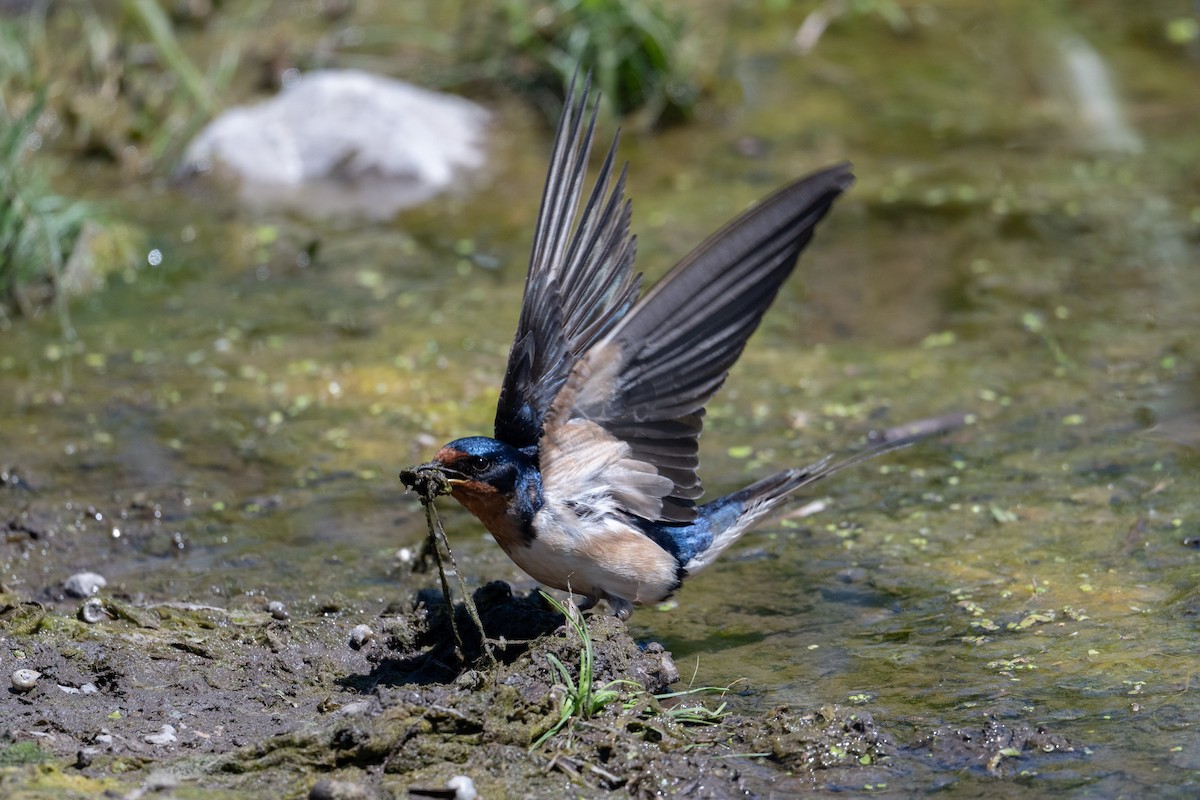 Barn Swallow - ML620420760