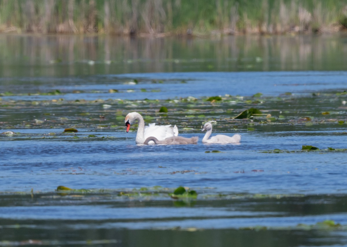 Cygne tuberculé - ML620420763