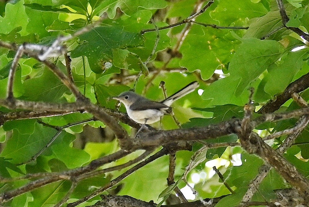 Blue-gray Gnatcatcher - ML620420765