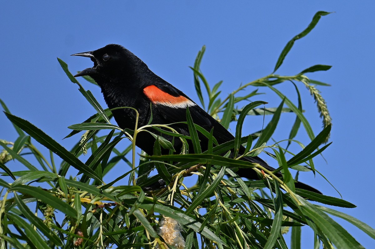 Red-winged Blackbird - ML620420773