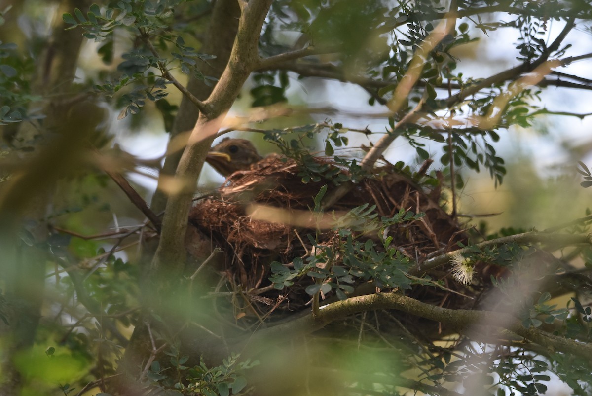 Clay-colored Thrush - ML620420778