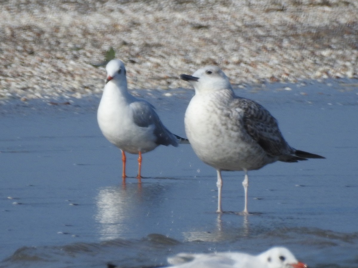 Gaviota del Caspio - ML620420785