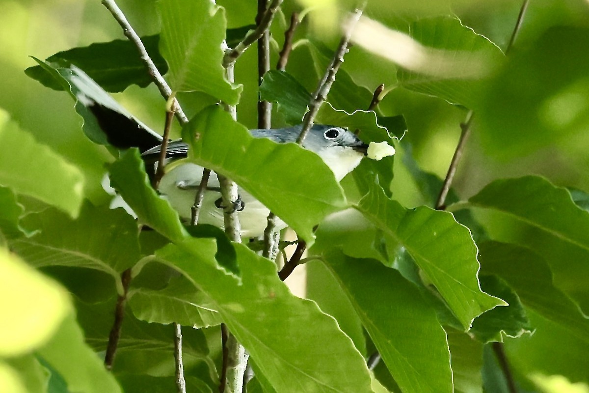 Blue-gray Gnatcatcher - ML620420788