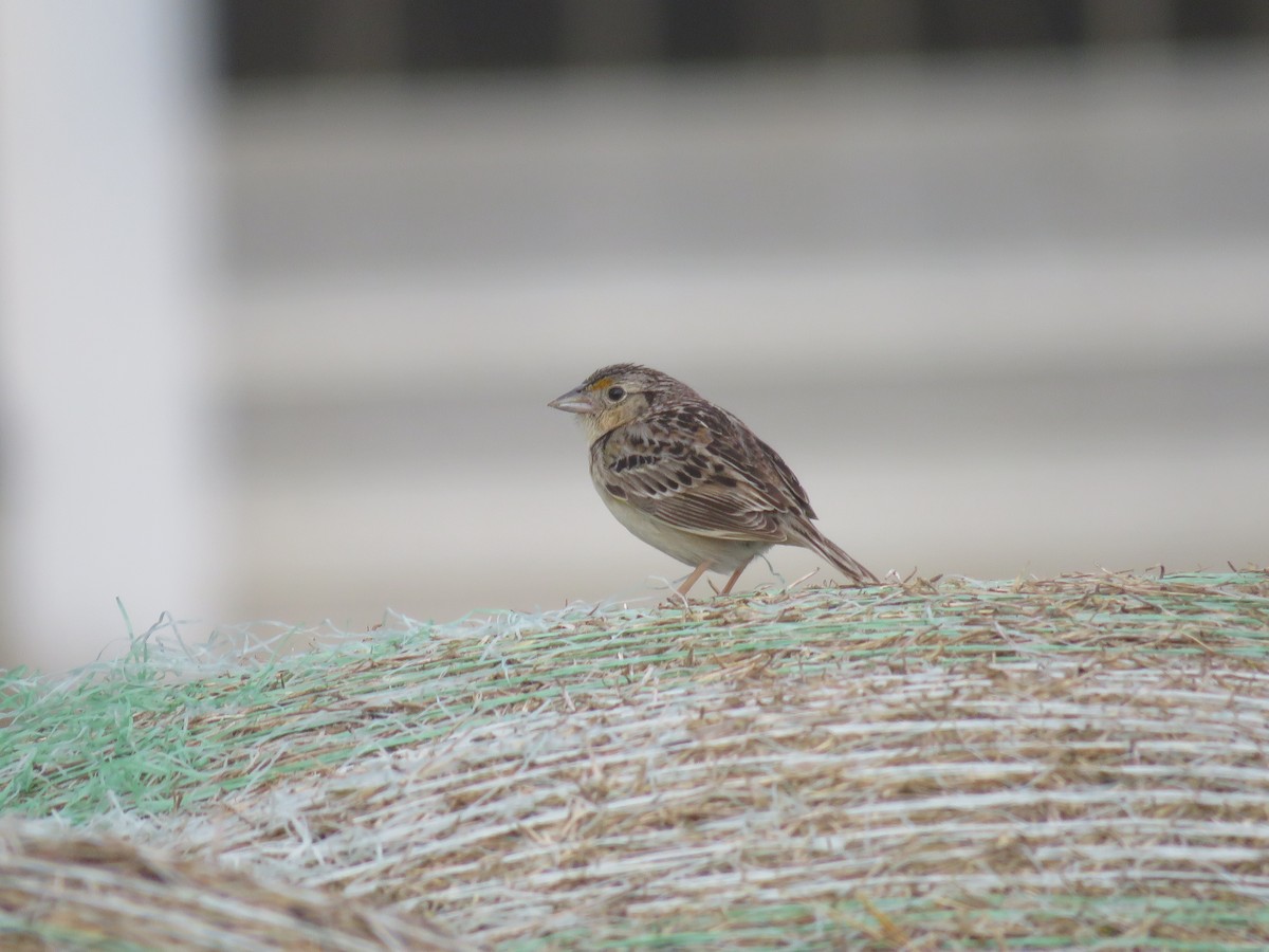 Grasshopper Sparrow - ML620420794