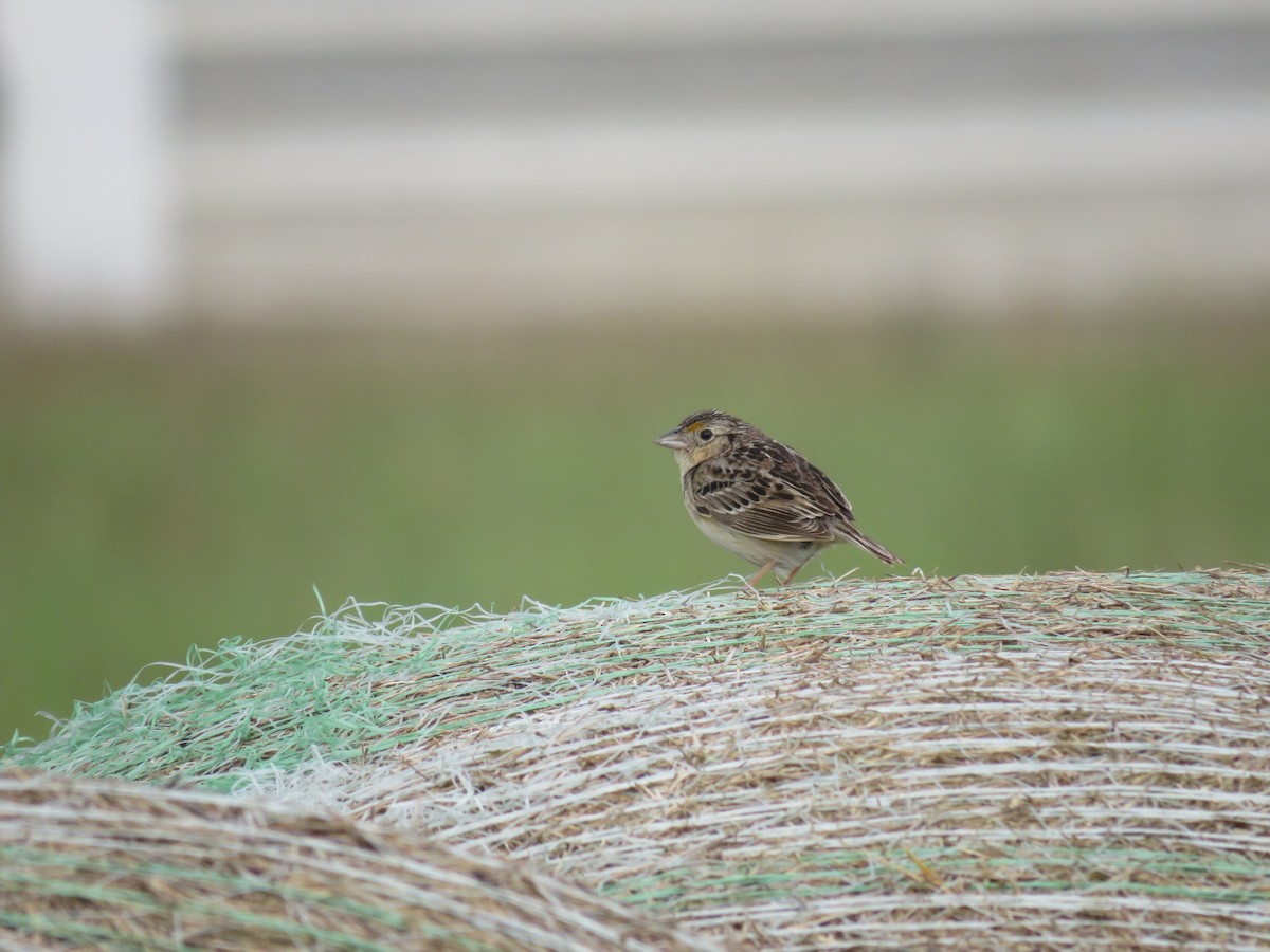 Grasshopper Sparrow - ML620420797