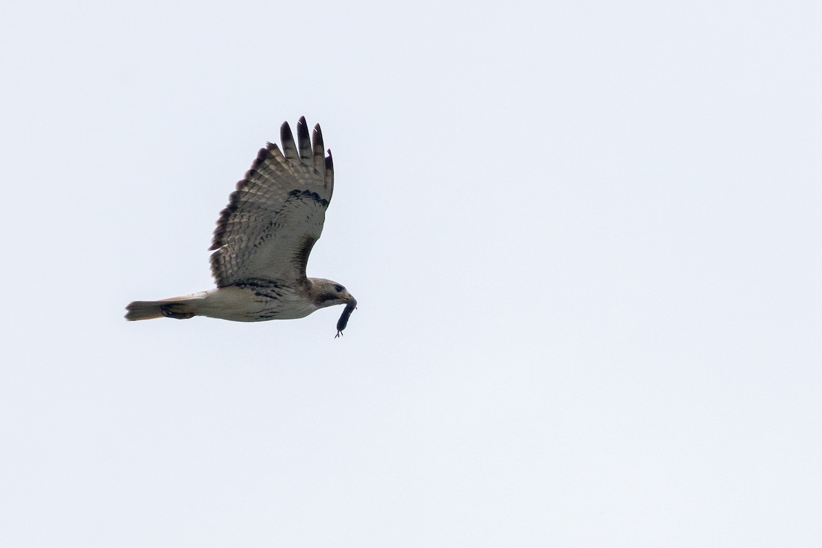 Red-tailed Hawk - ML620420799