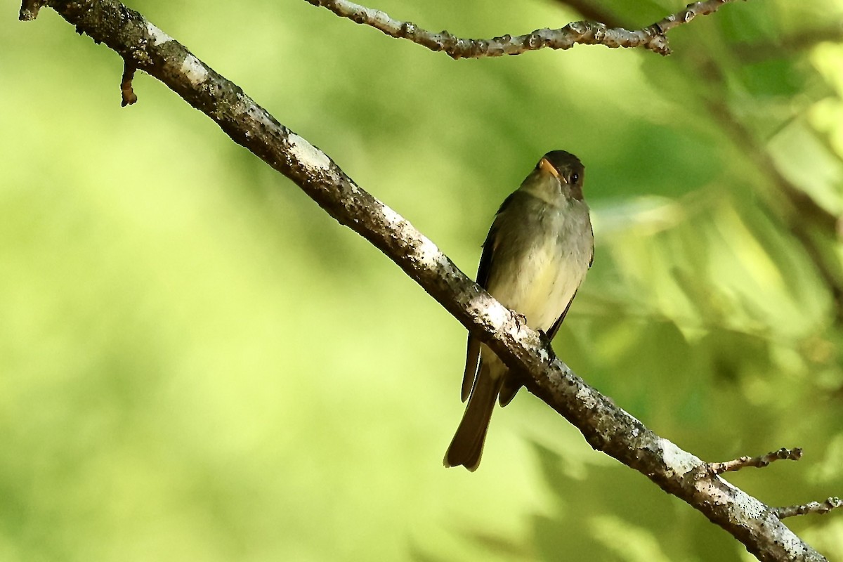 Eastern Wood-Pewee - ML620420800