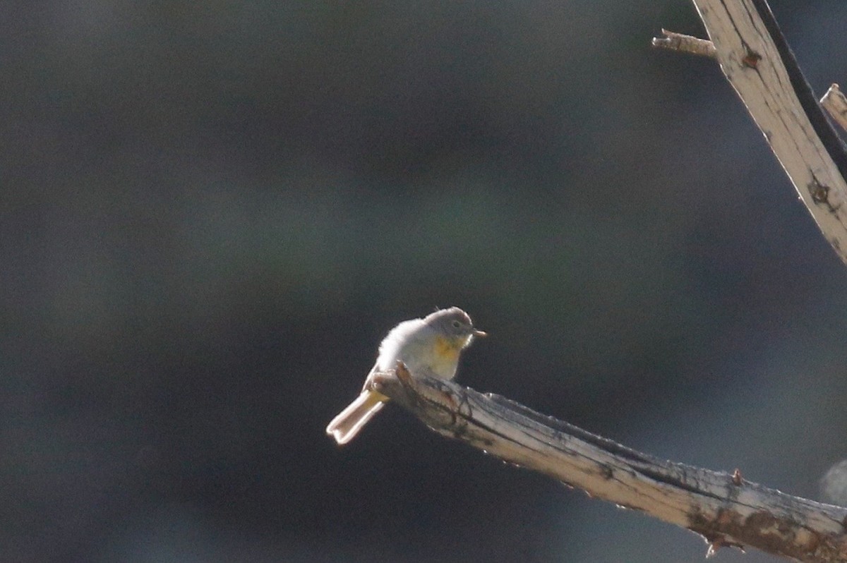 Virginia's Warbler - ML620420806