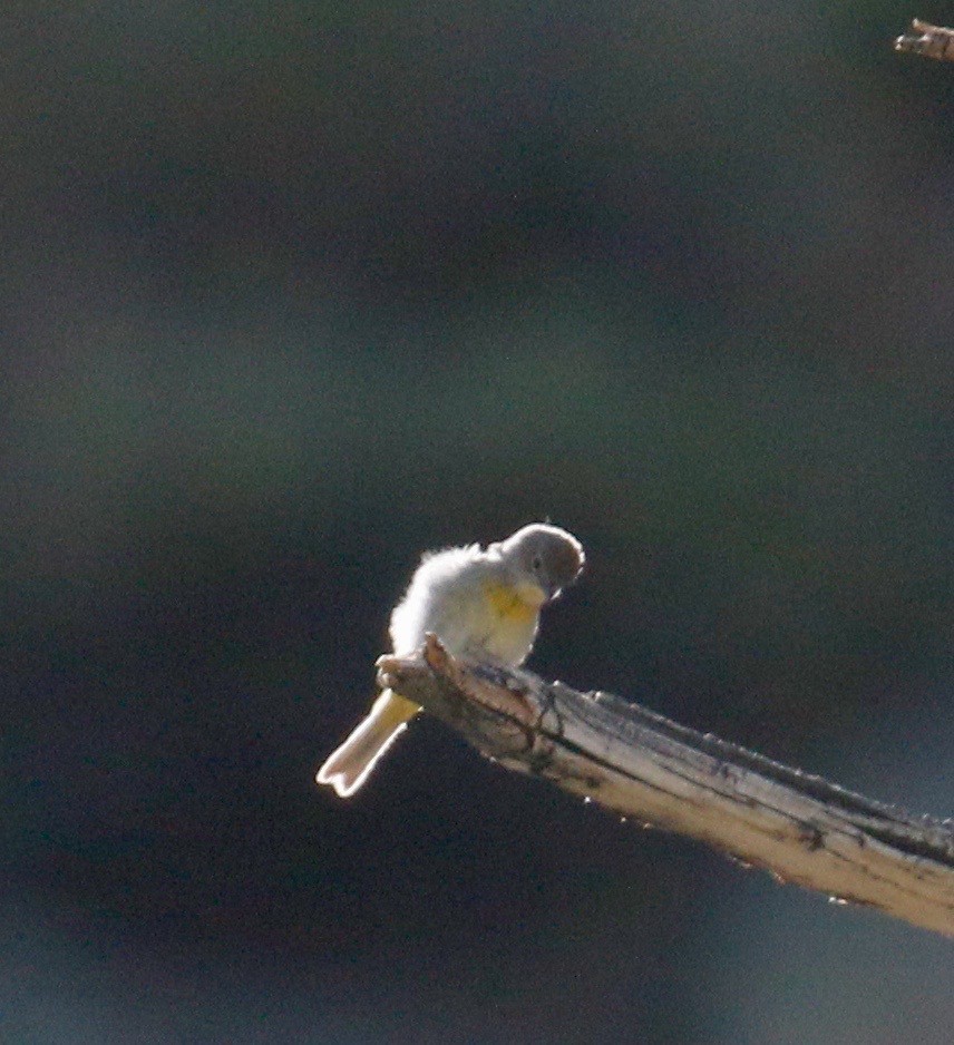 Virginia's Warbler - Russell Kokx