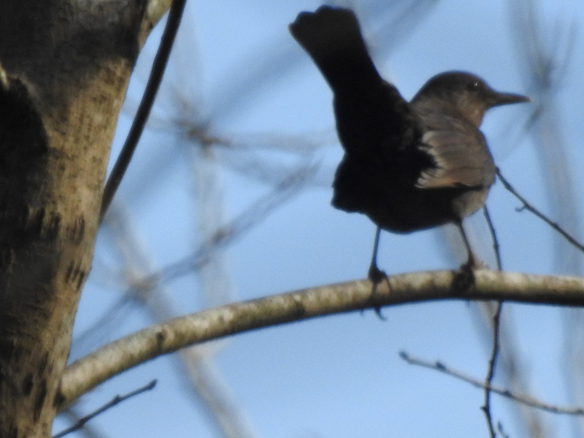 Eurasian Blackbird - ML620420808