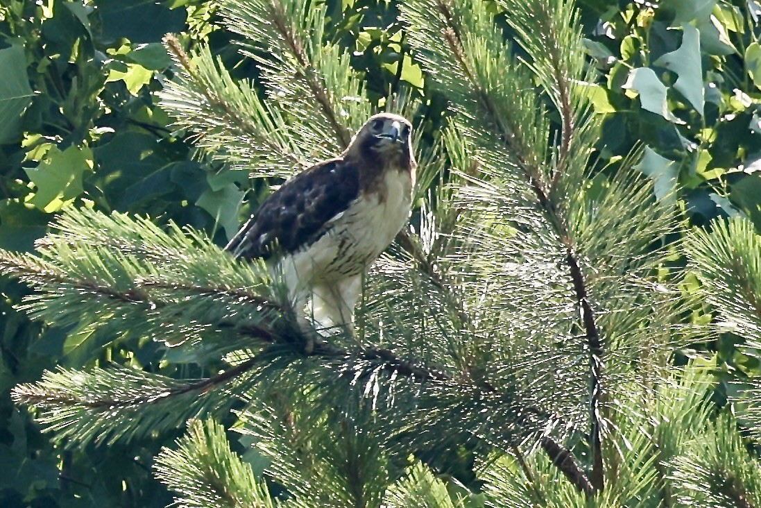 Red-tailed Hawk - ML620420813