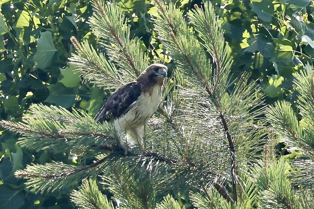 Rotschwanzbussard - ML620420814