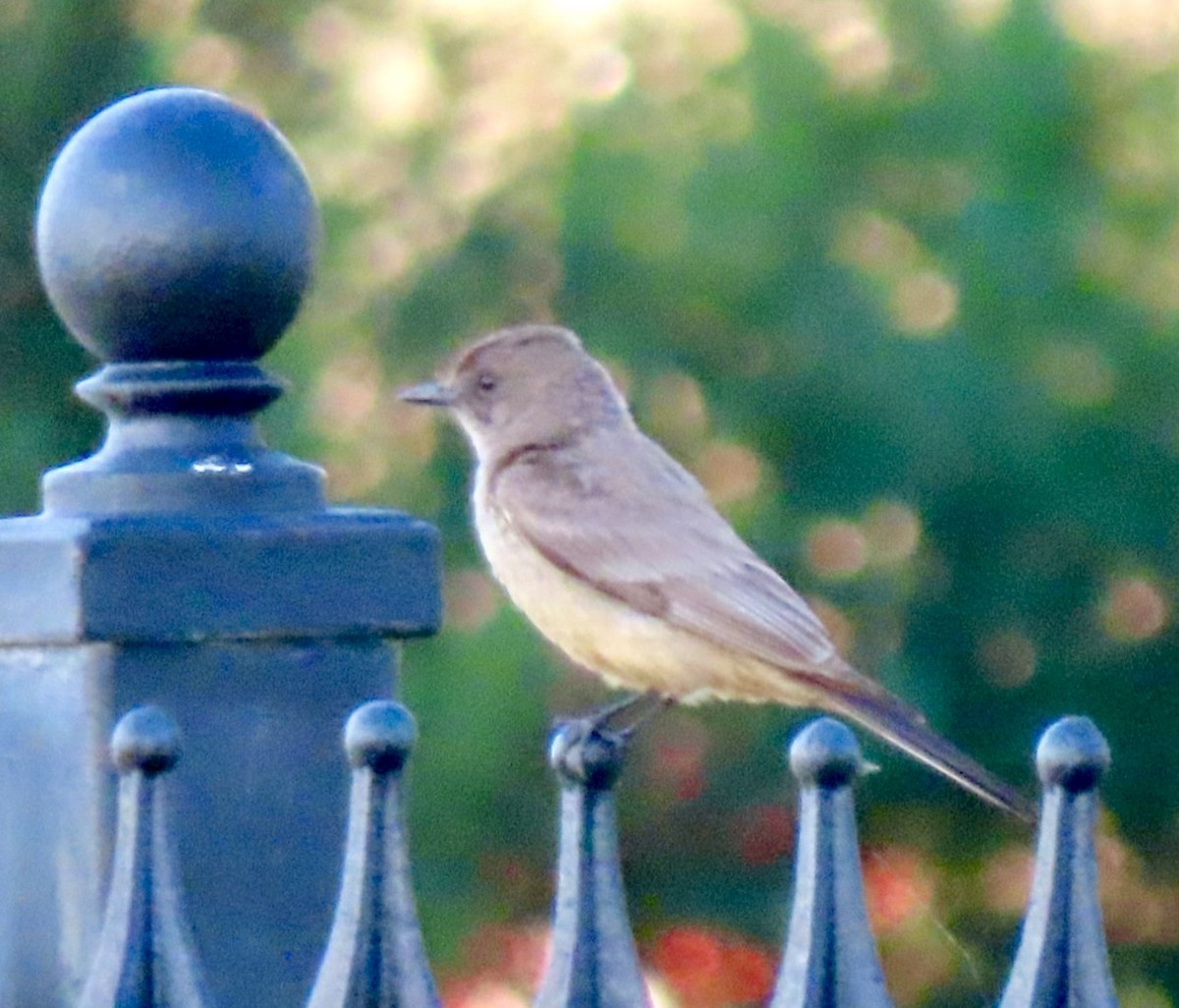 Say's Phoebe - ML620420820