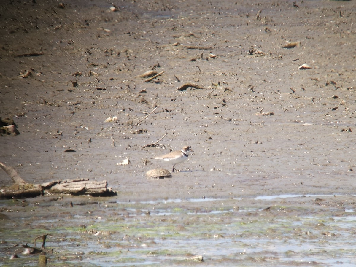 Semipalmated Plover - ML620420821