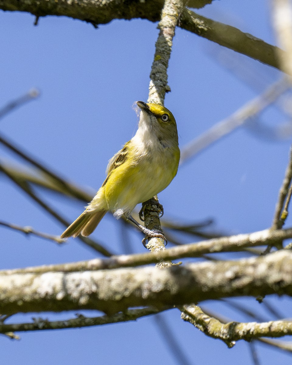 White-eyed Vireo - ML620420822