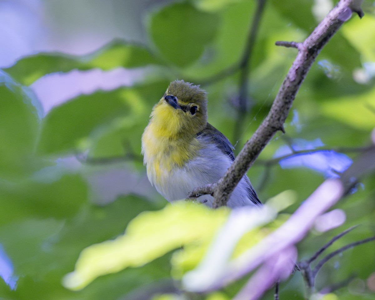 Yellow-throated Vireo - ML620420825