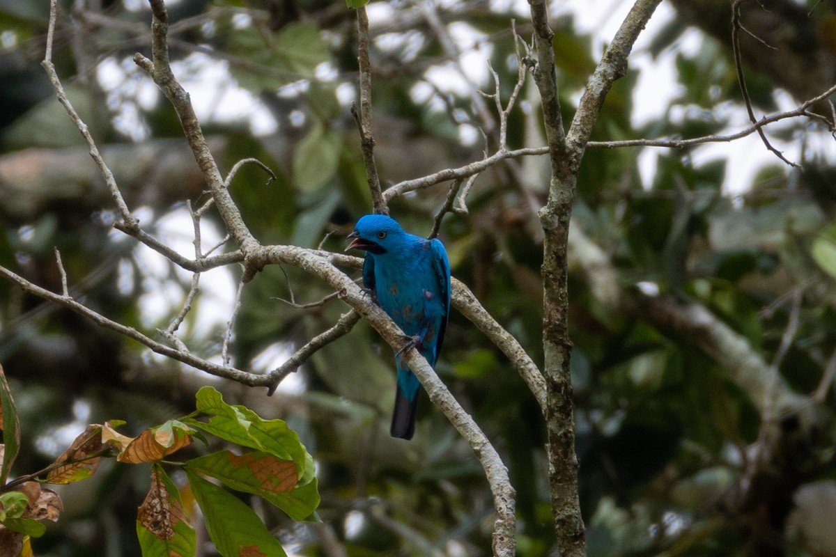 Plum-throated Cotinga - ML620420827