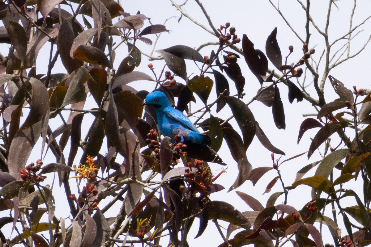 Plum-throated Cotinga - ML620420828