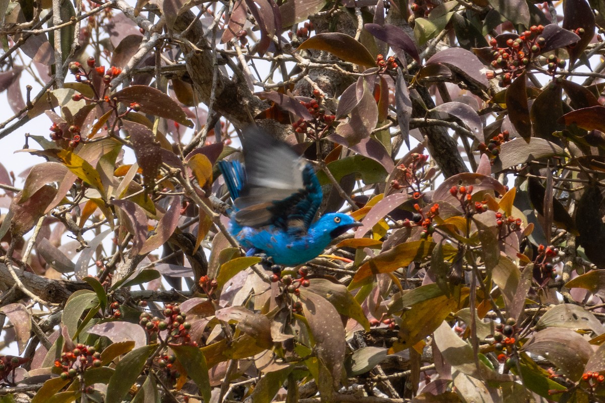 Plum-throated Cotinga - ML620420829