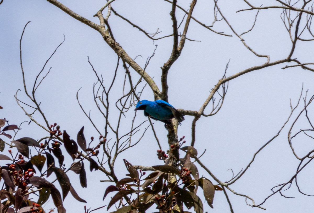 Plum-throated Cotinga - ML620420830