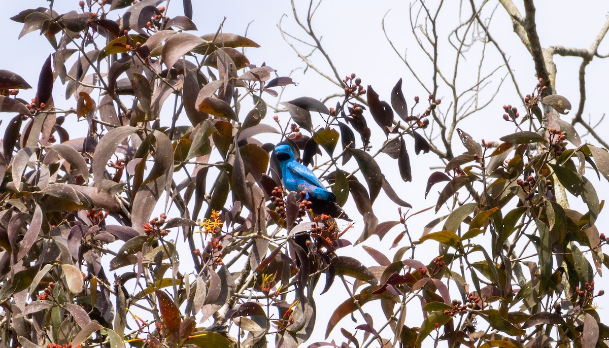 Plum-throated Cotinga - Glenn Seeholzer