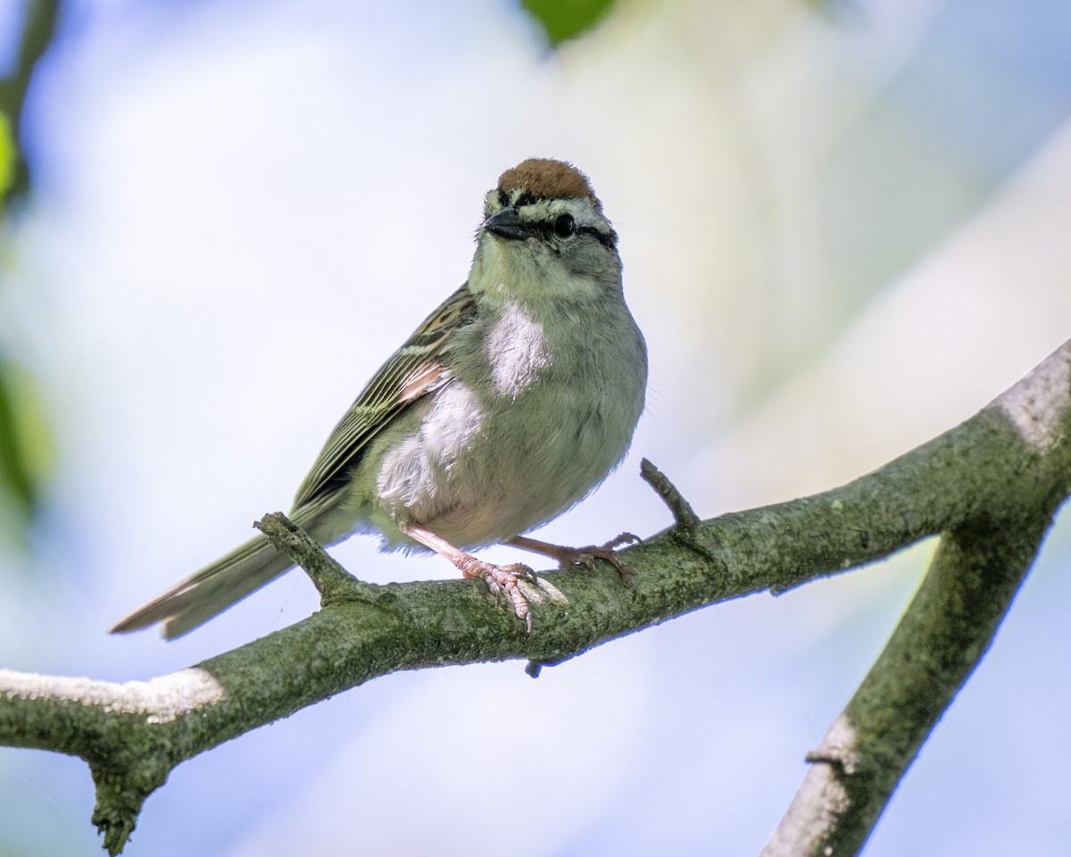 Chipping Sparrow - ML620420833