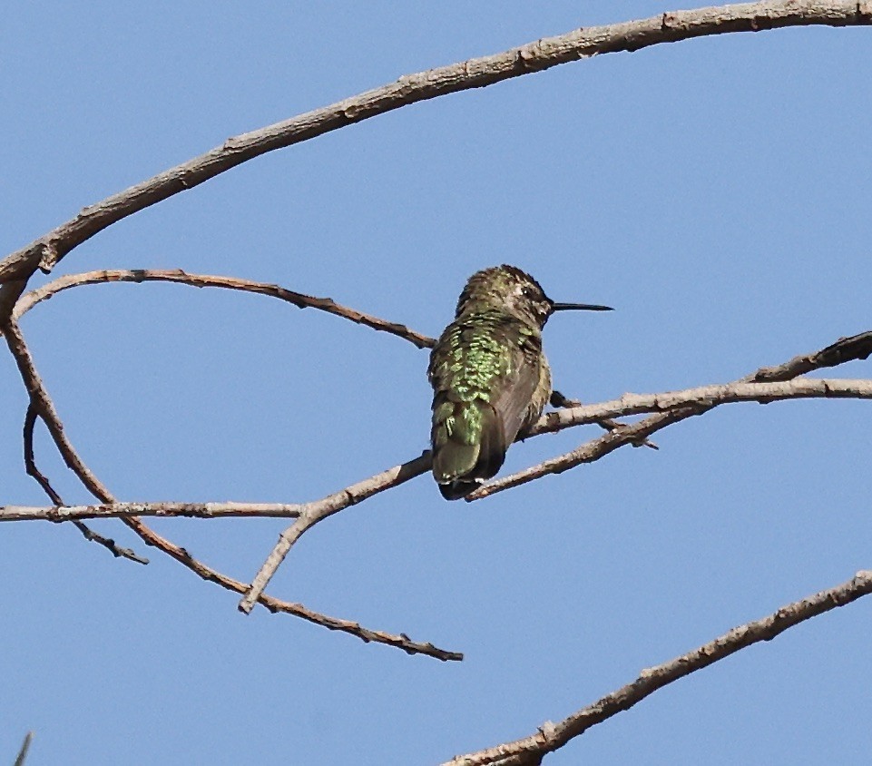 Anna's Hummingbird - ML620420837