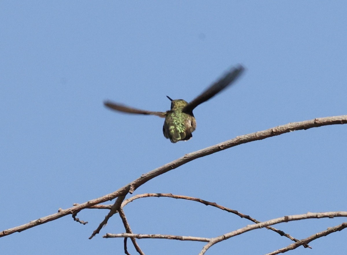 Anna's Hummingbird - ML620420841