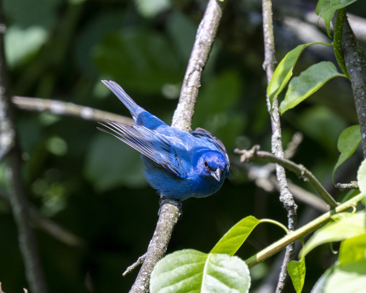 Indigo Bunting - ML620420846