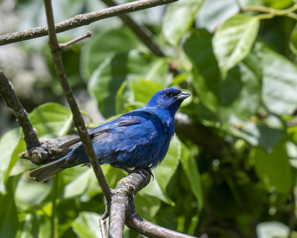 Indigo Bunting - ML620420847