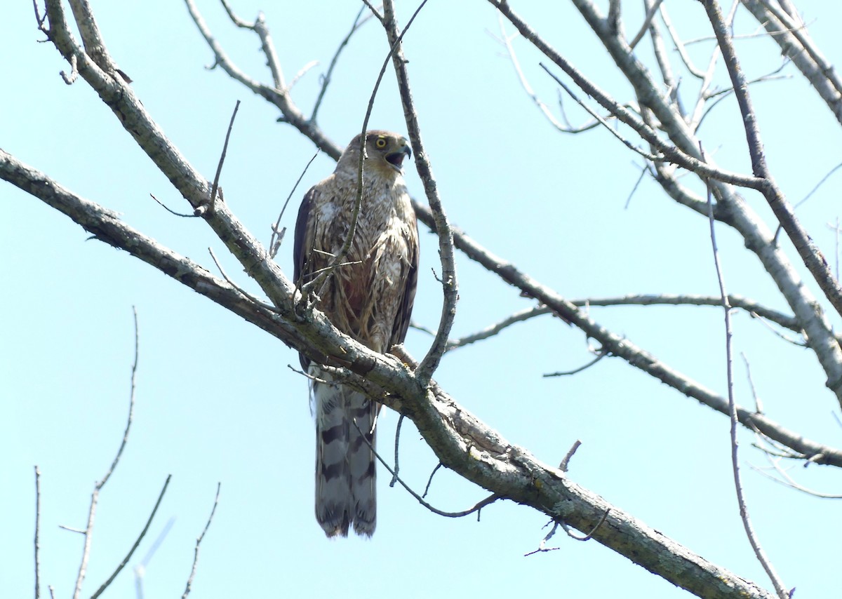 Cooper's Hawk - ML620420848