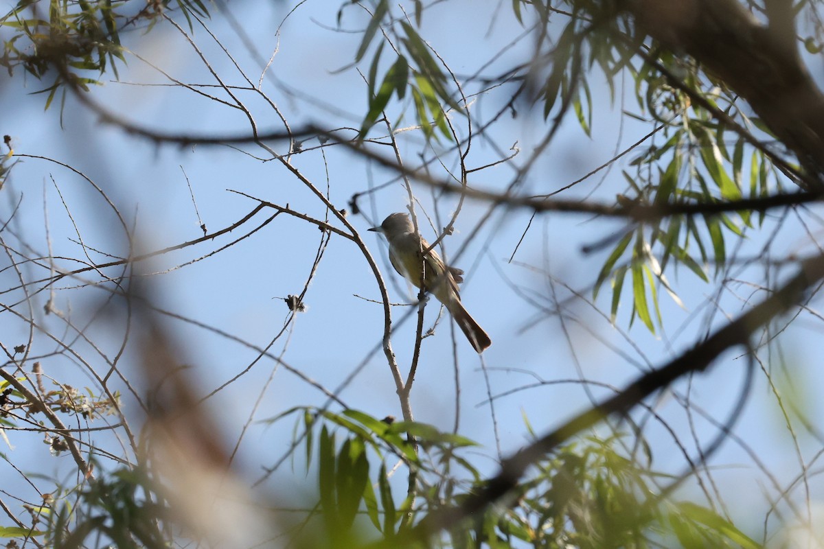 Ash-throated Flycatcher - ML620420849